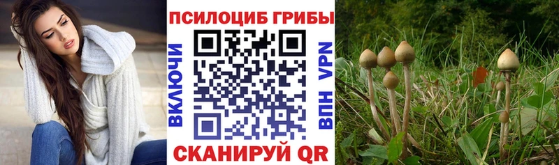 Псилоцибиновые грибы Psilocybine cubensis  kraken сайт  Урюпинск 